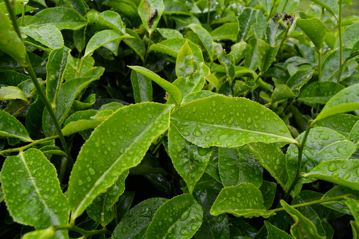 Premium Da Hong Pao Oolong